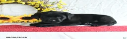 Labrador Retriever dogs for sale: Kory - Ad 4