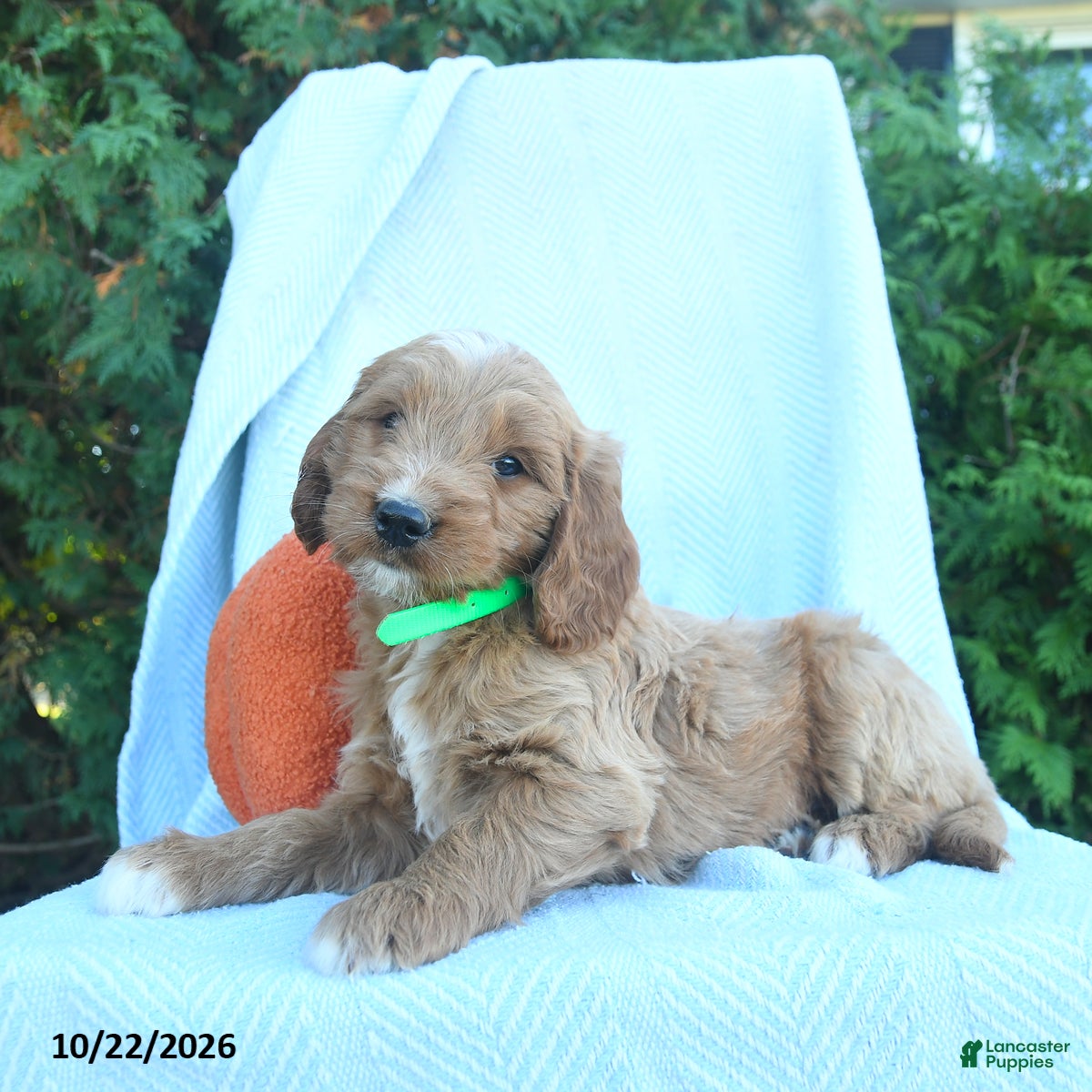 Goldendoodle dogs for sale: Frost  - Ad 2