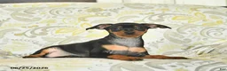 Miniature Pinscher dogs for sale: Havana  - Ad 3