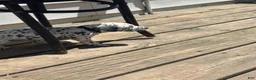 Dalmatian dogs for sale: Dalmatian 4 - Ad 2