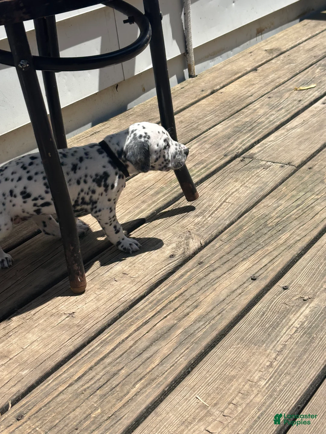 Dalmatian dogs for sale: Dalmatian 4 - Ad 2