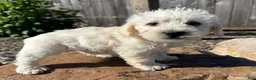 Schnoodle dogs for sale: Sam - Ad 1