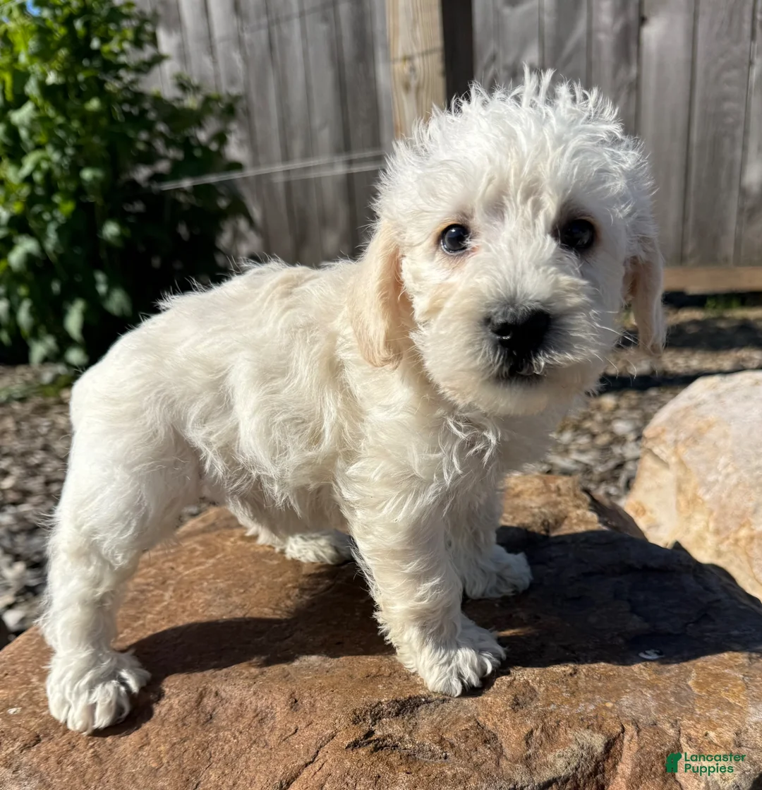 Schnoodle dogs for sale: Sam - Ad 1