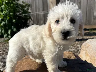 Schnoodle dogs Sam - Ad 20