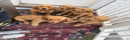 Golden Retriever dogs for sale: Scarlet - Ad 10