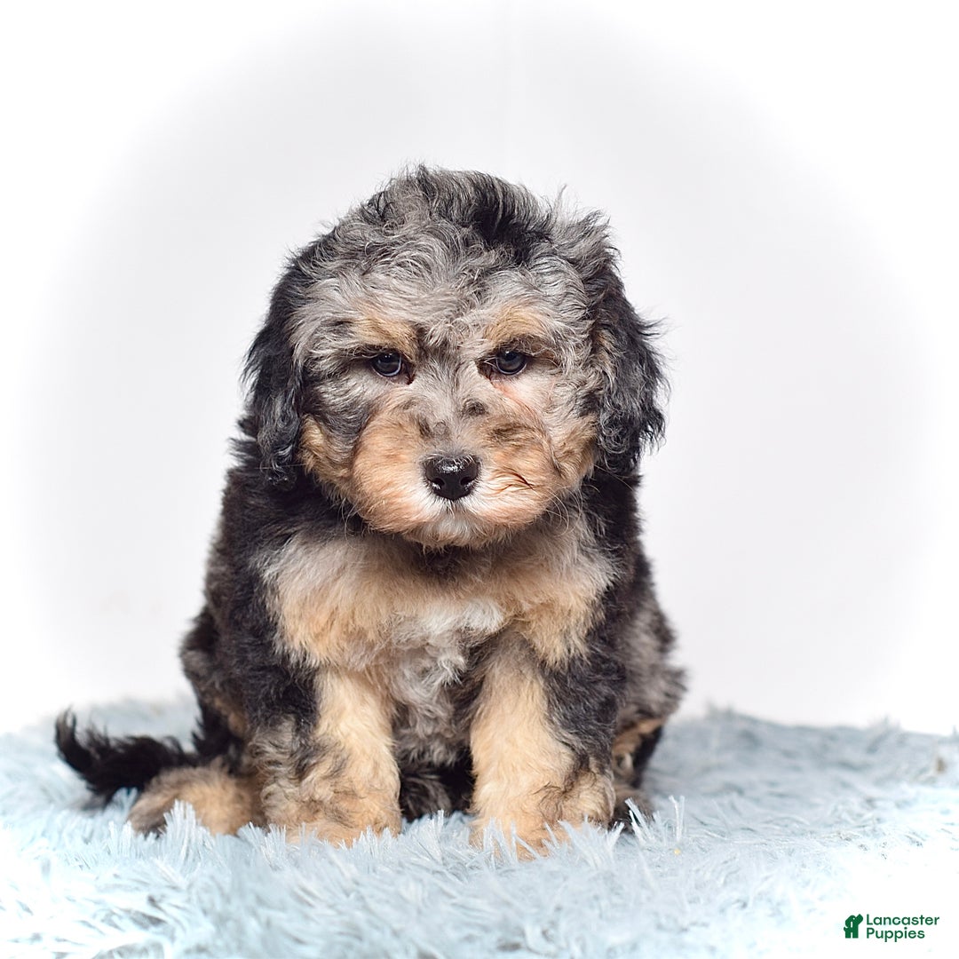 Mini Goldendoodle dogs for sale: Ms. Una - Ad 5