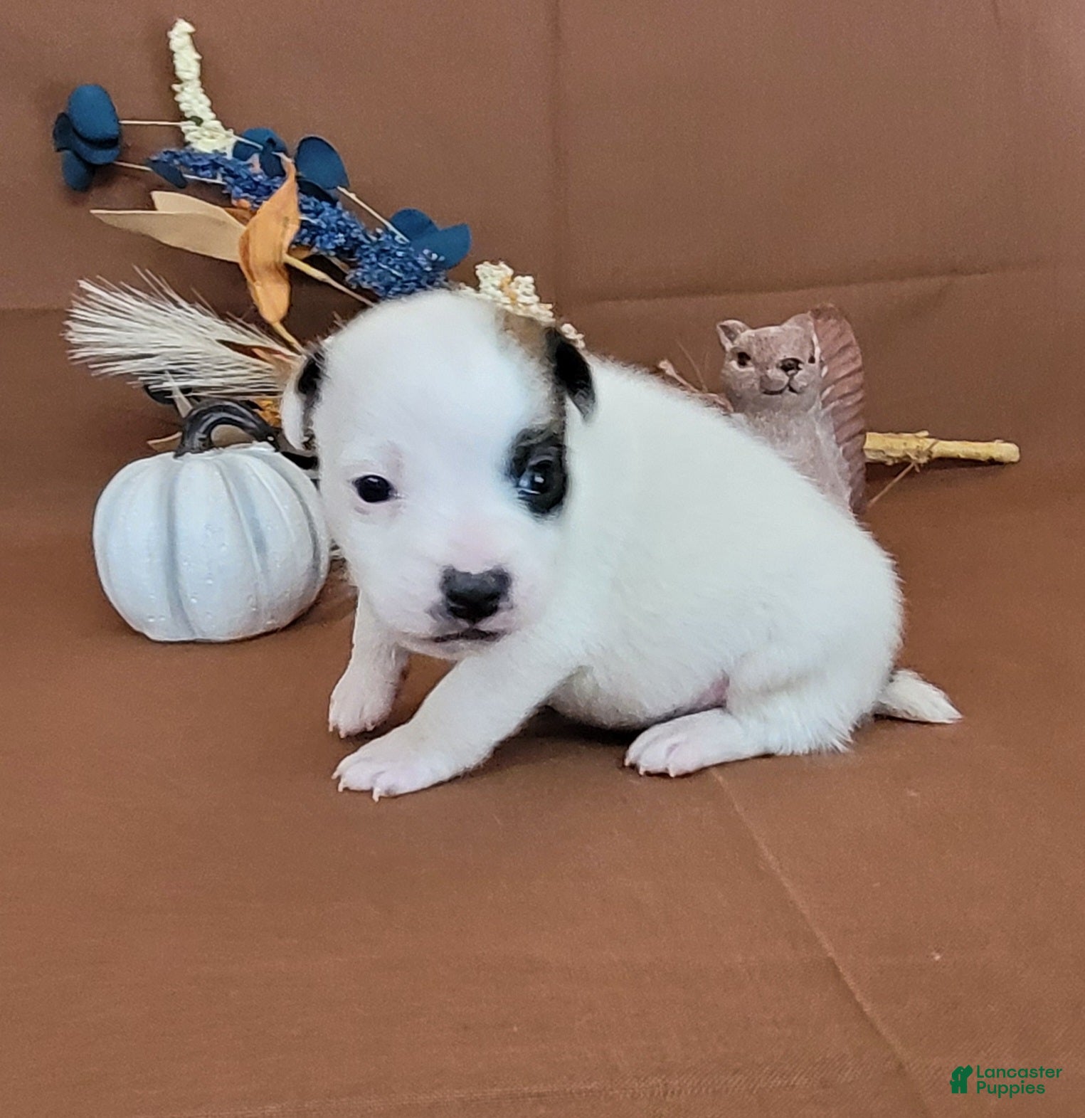 Jack Russell Terrier dogs for sale: Nash purebred JRT  - Ad 34