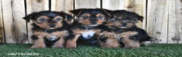 Yorkshire Terrier dogs for sale: Bentley - Ad 5