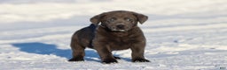 Labrador Retriever dogs for sale: Lightning  - Ad 1