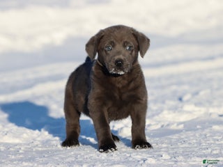 Labrador Retriever dogs Lightning - Ad 28