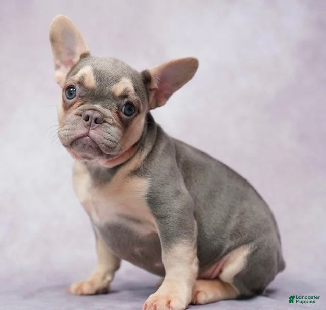 French Bulldog dogs French Bulldog 1 - Ad 41