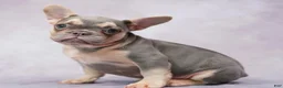 French Bulldog dogs for sale: French Bulldog 1 - Ad 1