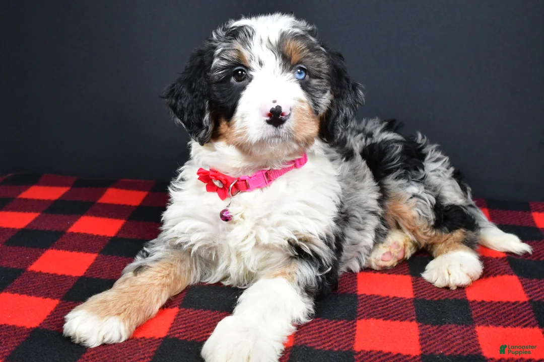 Mini Bernedoodle dogs for sale: Brenda - Ad 7