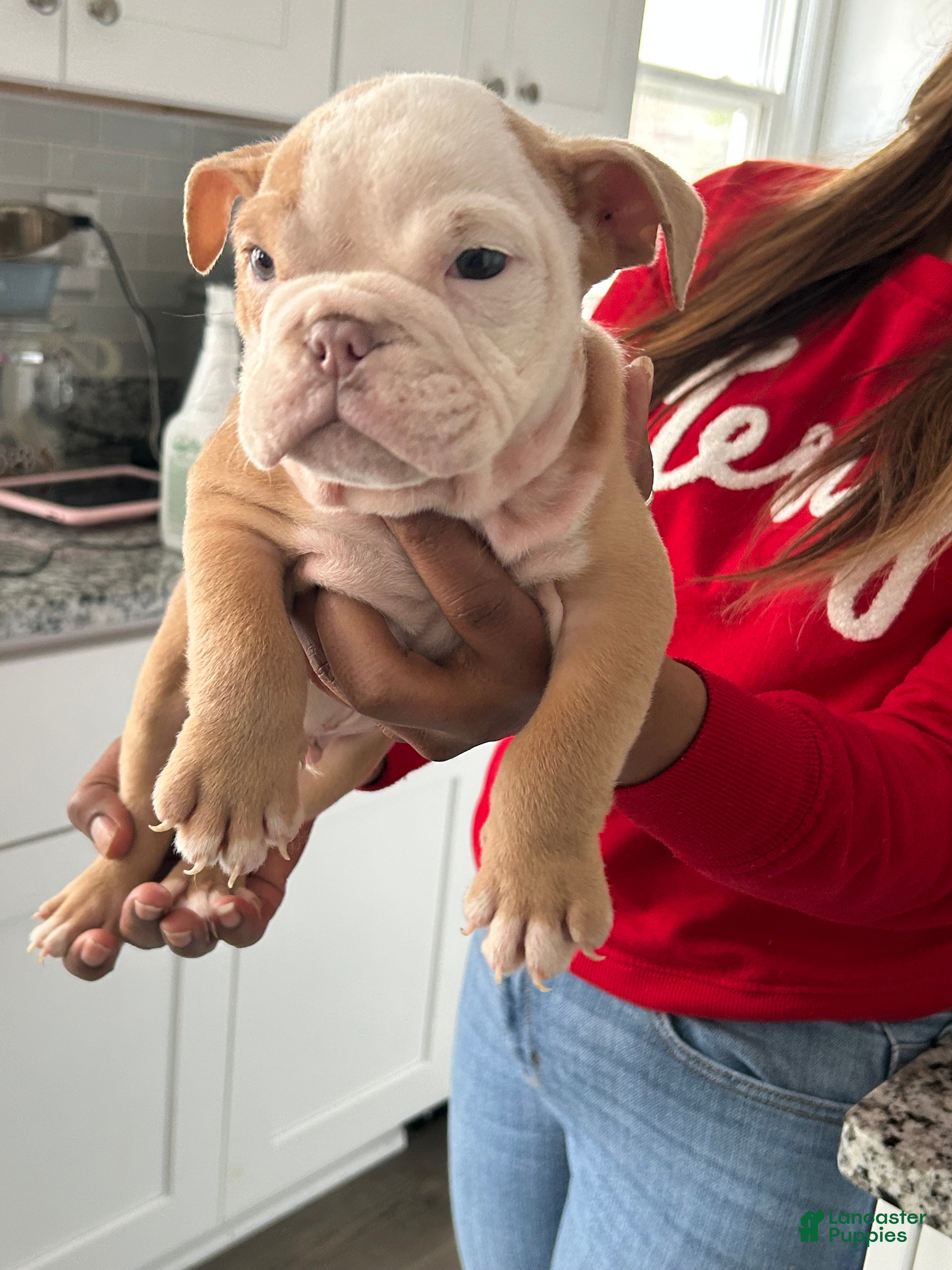 English Bulldog dogs Mickey - Ad 4