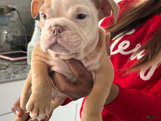 English Bulldog dogs Mickey - Ad 4