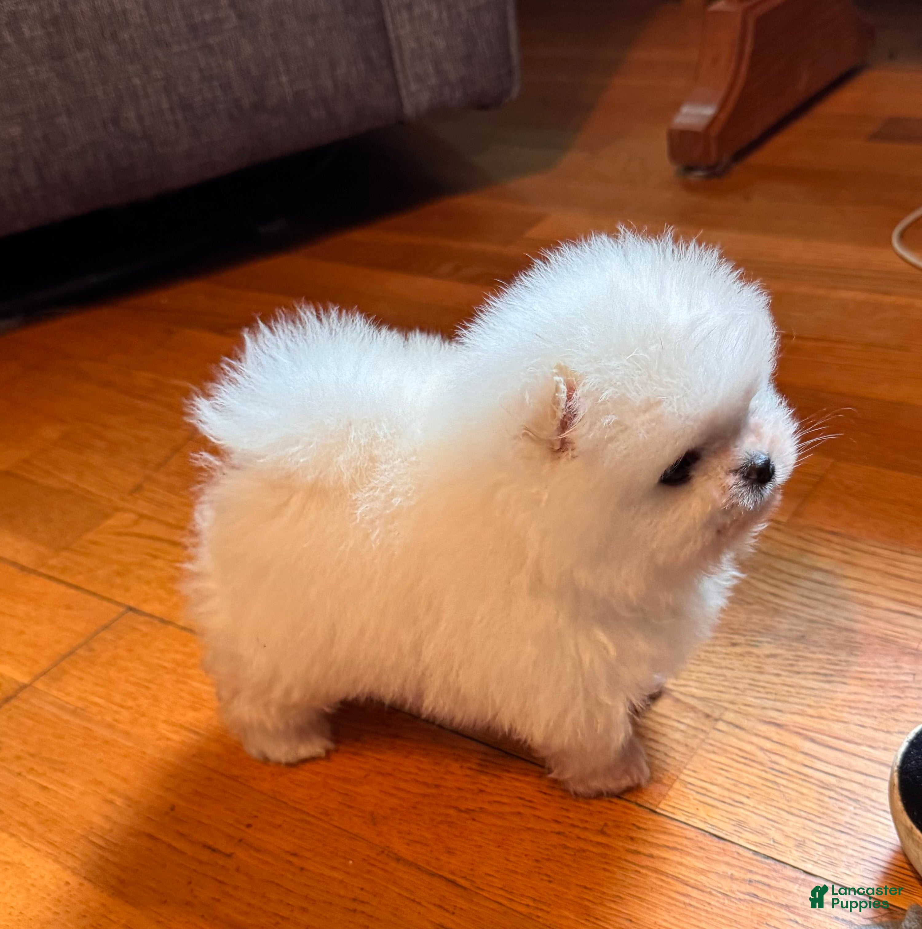 Pomeranian dogs Pomeranian 2 - Ad 34
