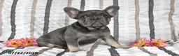 French Bulldog dogs for sale: Ollie  - Ad 4