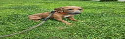 Rhodesian Ridgeback dogs for sale:  1 - Ad 3