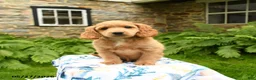 Cockapoo dogs for sale: Dash - Ad 4