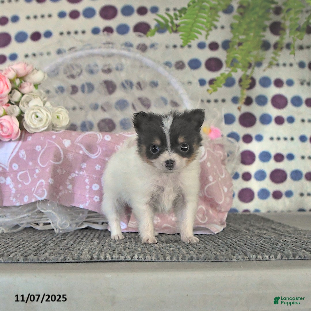 Pomeranian dogs for sale: Lilly - Ad 12