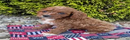 Cavapoo dogs for sale: Echo - Ad 3