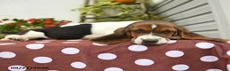 Basset Hound dogs for sale: Dinah - Ad 3