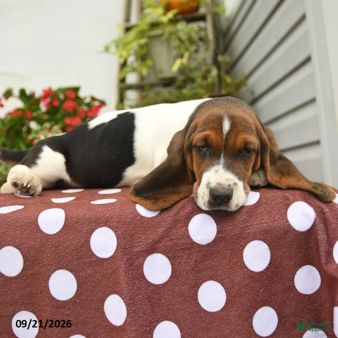Basset Hound dogs for sale: Dinah - Ad 3