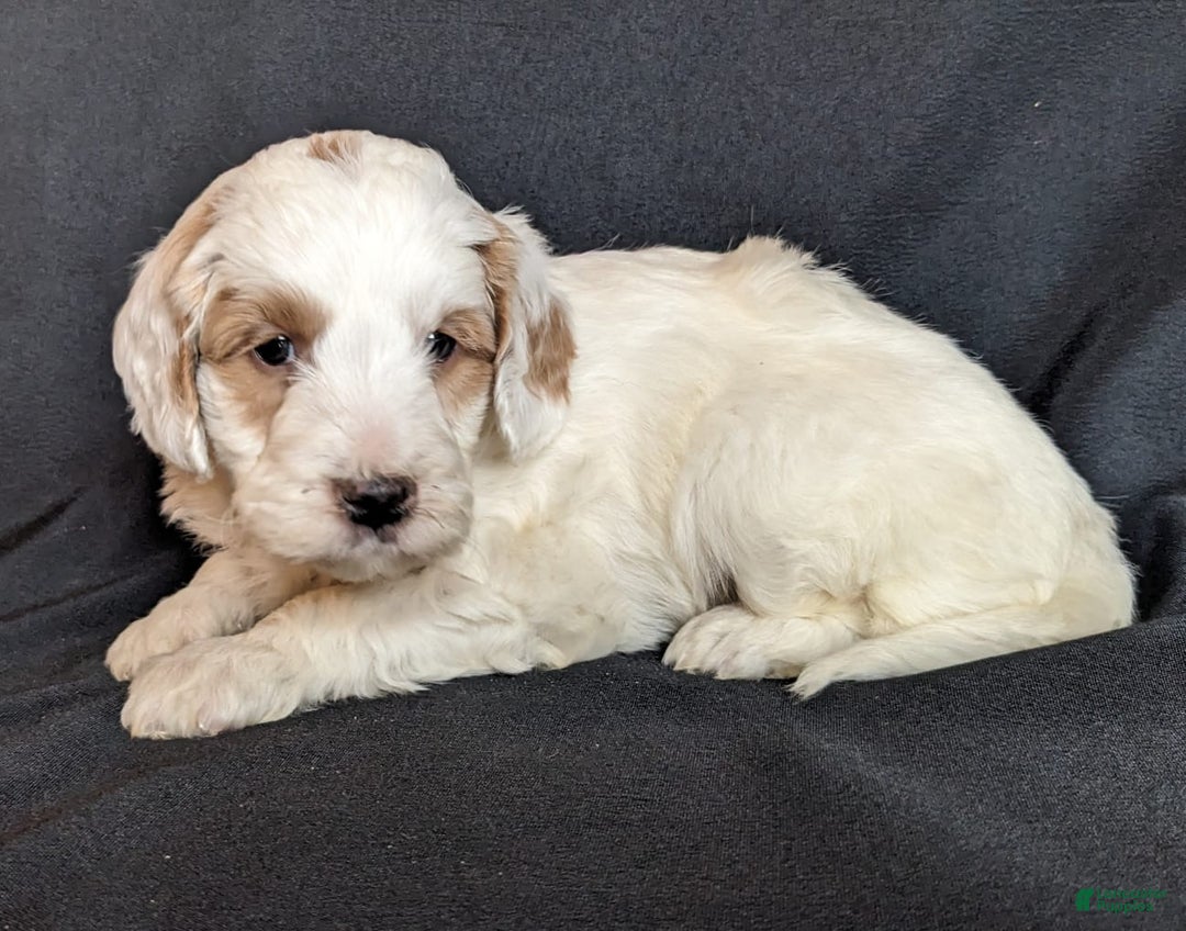 Mini Goldendoodle dogs for sale: Dante F1B - Ad 1