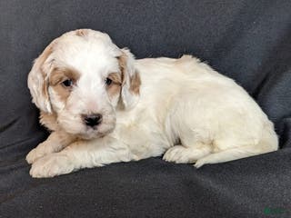 Mini Goldendoodle dogs Dante F1B - Ad 3