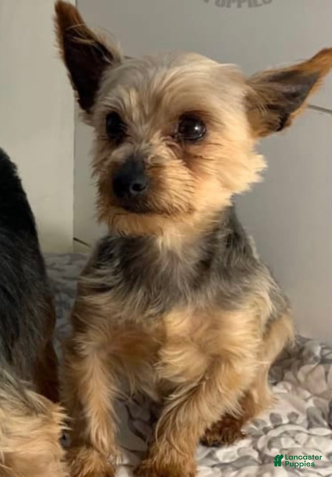 Yorkshire Terrier dogs for sale: Eve - Ad 5