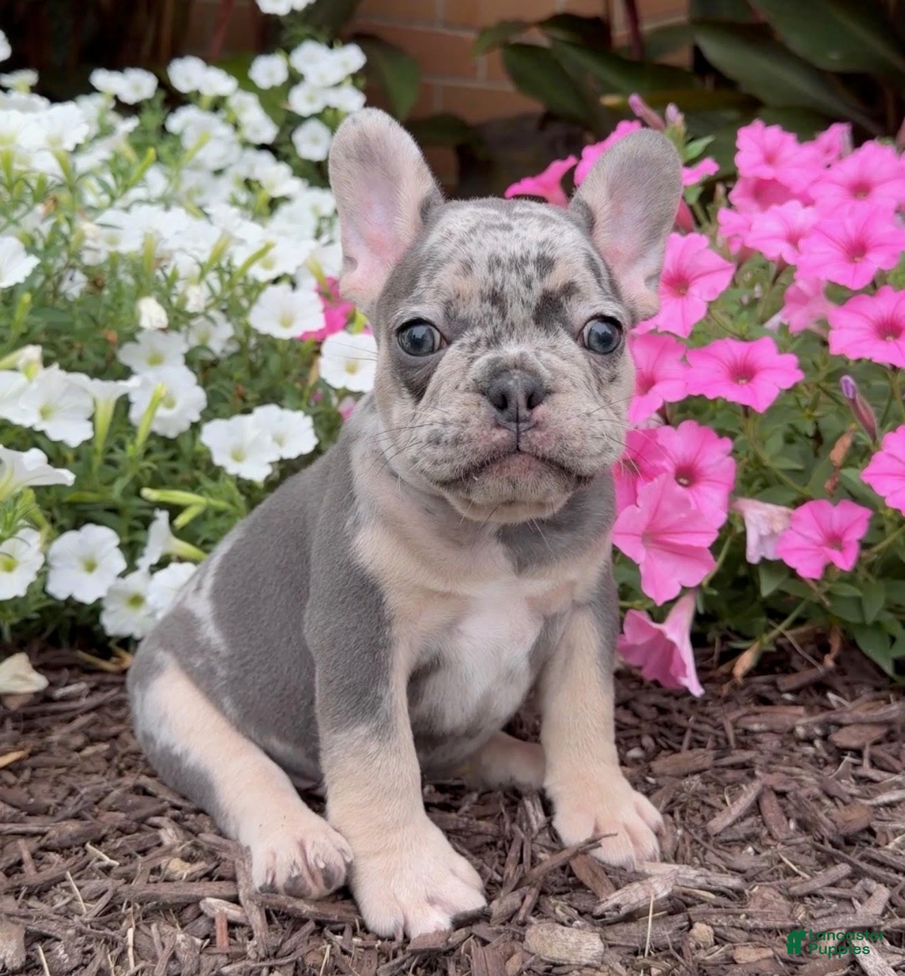 French Bulldog dogs Bingo - Ad 1