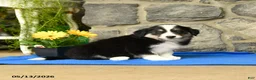 Border Collie dogs for sale: Keith - Ad 3
