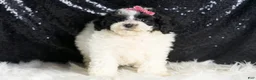 Toy Poodle dogs for sale: Puebla - Ad 6