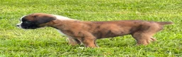 Boxer dogs for sale: IVY - Ad 4