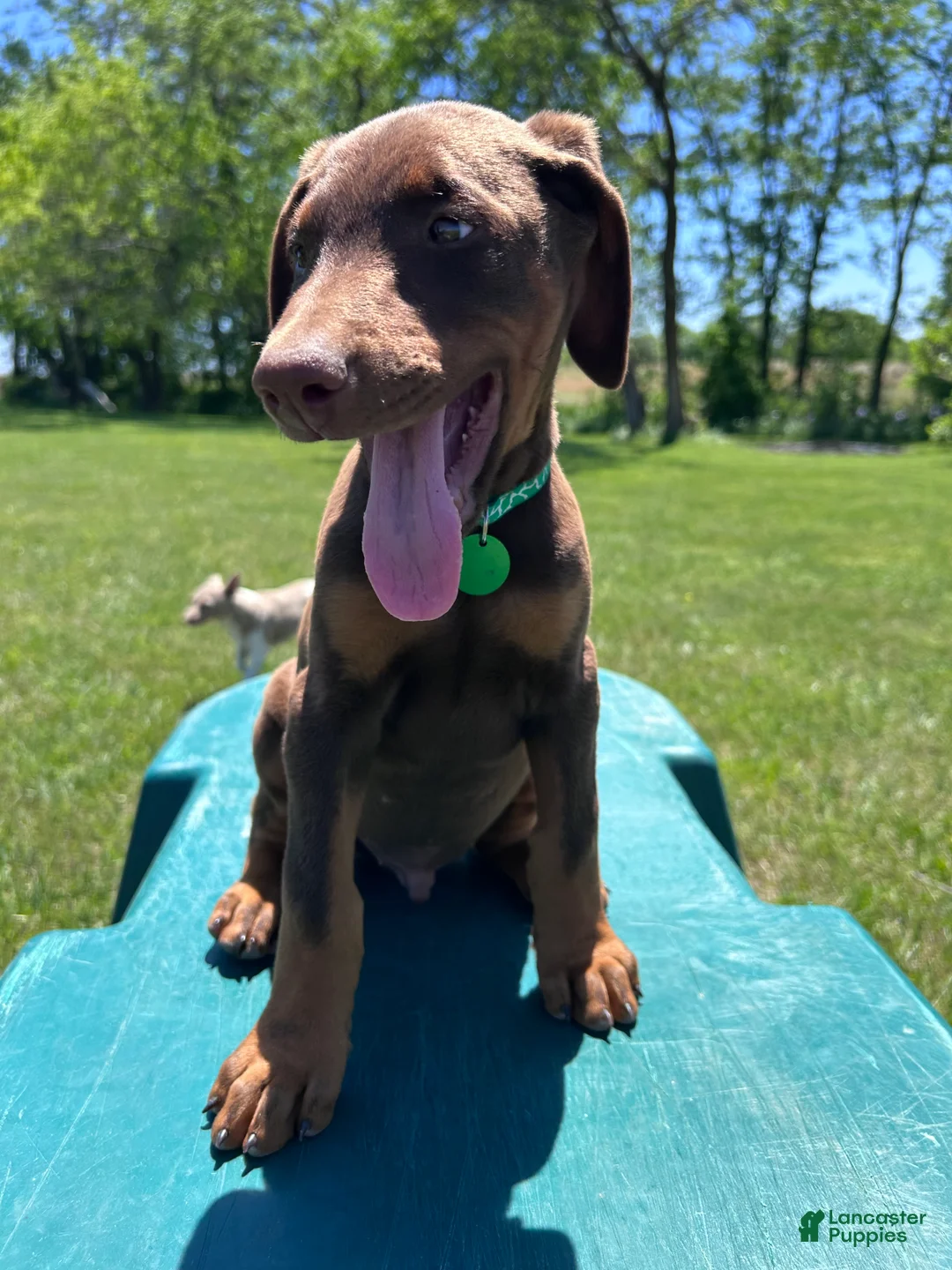 Doberman Pinscher dogs for sale: Doberman Pinscher Puppy 4 - Ad 2