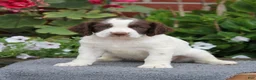 English Springer Spaniel dogs for sale: Star - Ad 5
