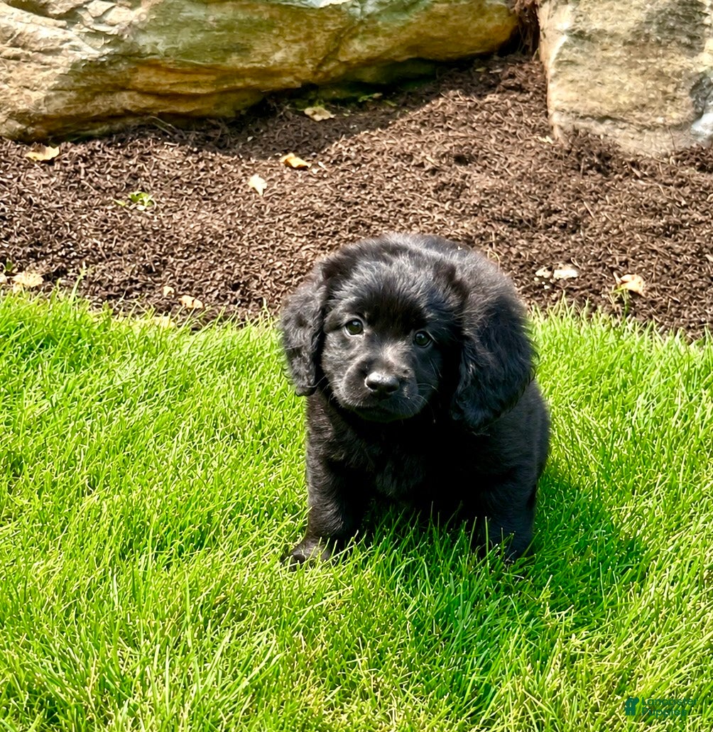 Mixed Breed dogs Little Bear❤️AKC Cocker Spaniel🐾American Eskimo🐶15pds At Maturity - Ad 1