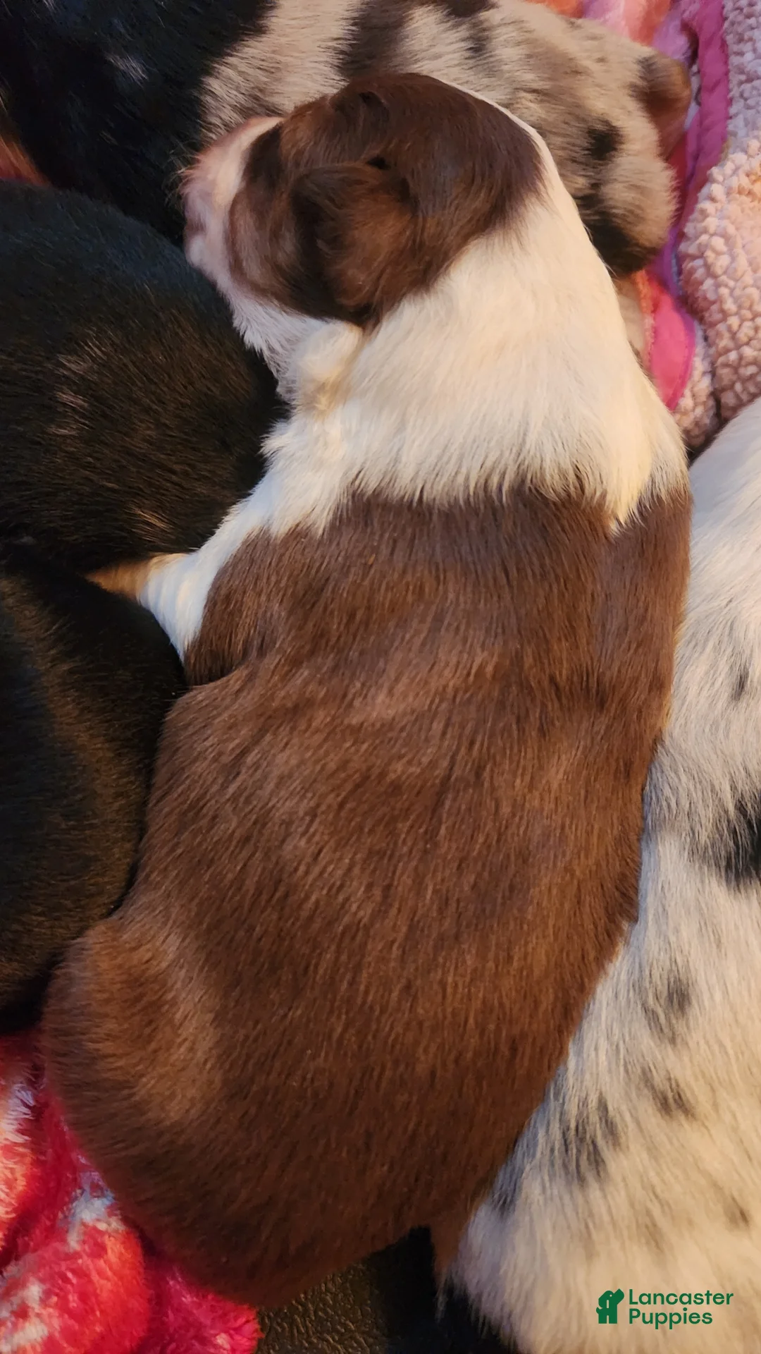 Miniature Australian Shepherd dogs for sale: Miniature Australian Shepherd Puppy 3 - Ad 1