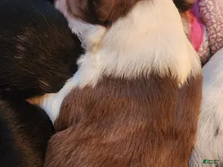 Miniature Australian Shepherd dogs Miniature Australian Shepherd Puppy 3 - Ad 22