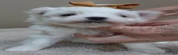Maltese dogs for sale: Harpo - Ad 4