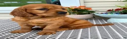 Miniature Golden Retriever dogs for sale: Marley - Ad 6