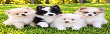 Pomeranian 