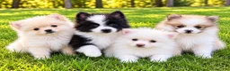Pomeranian dogs for sale: Pomeranian  - Ad 1