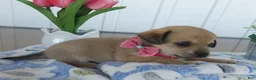 Chihuahua dogs for sale: Chihuahua Puppy 3 Rosie - Ad 3