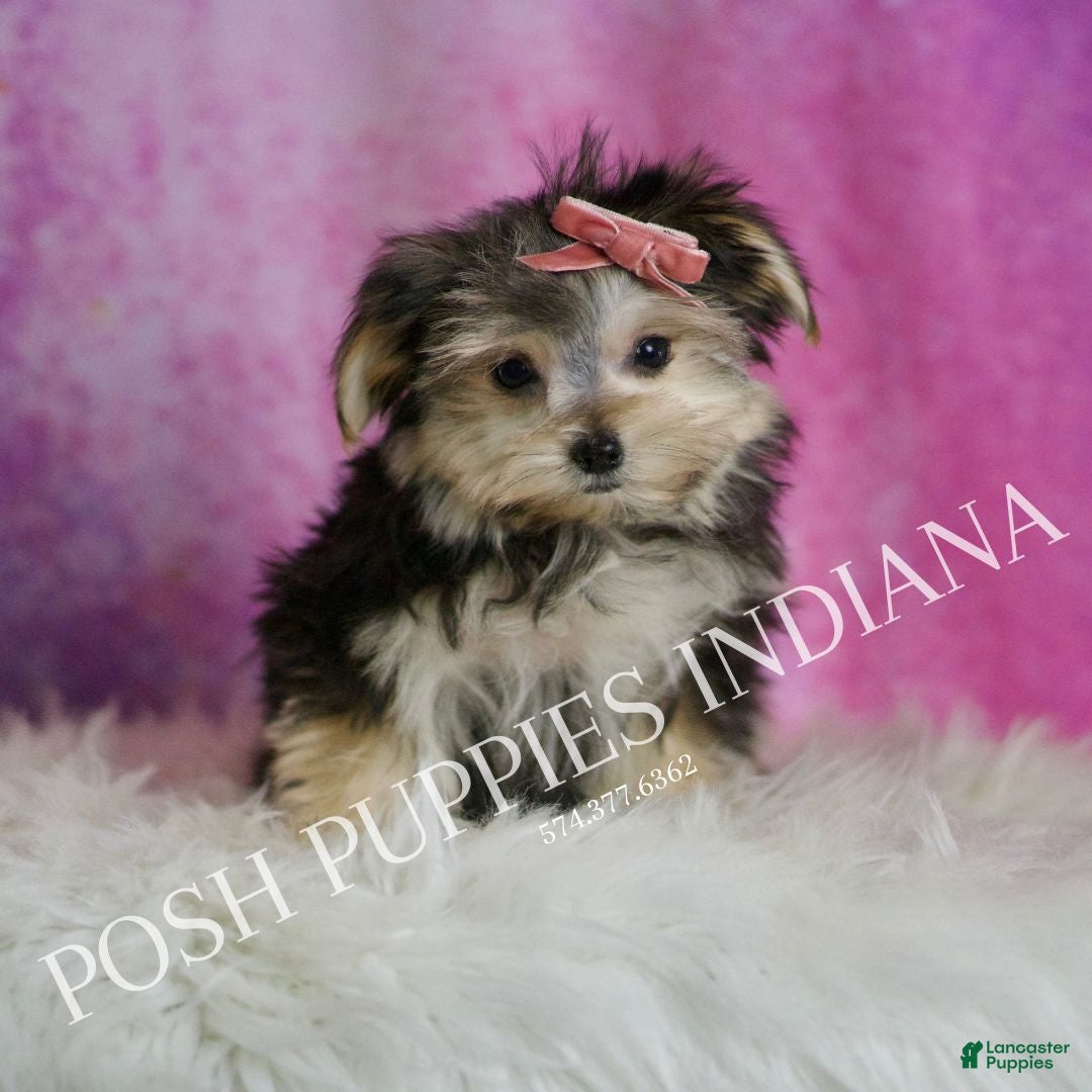 Morkie dogs for sale: Sanoma  - Ad 4