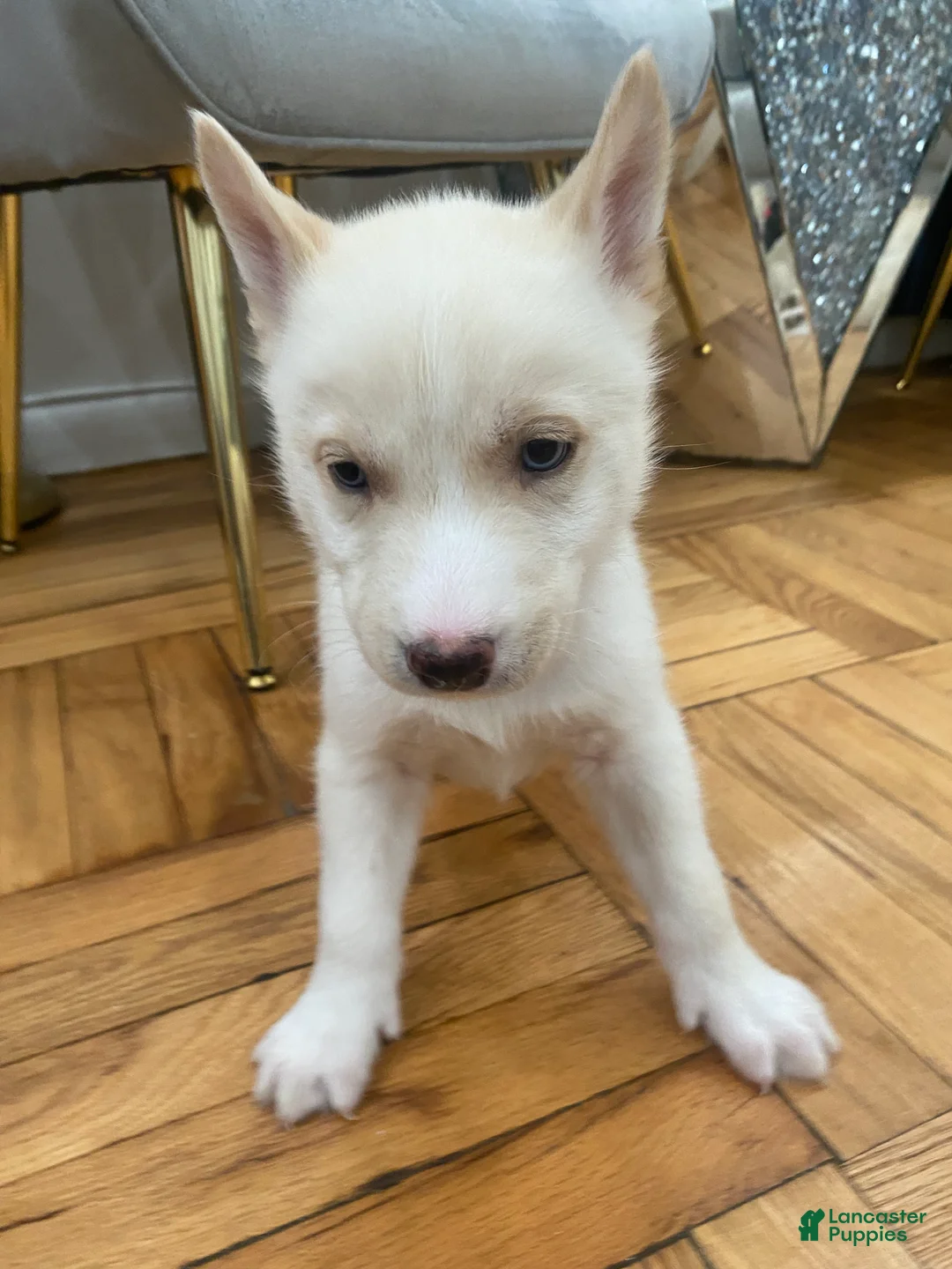 Siberian Husky dogs for sale: Jordan - Ad 2