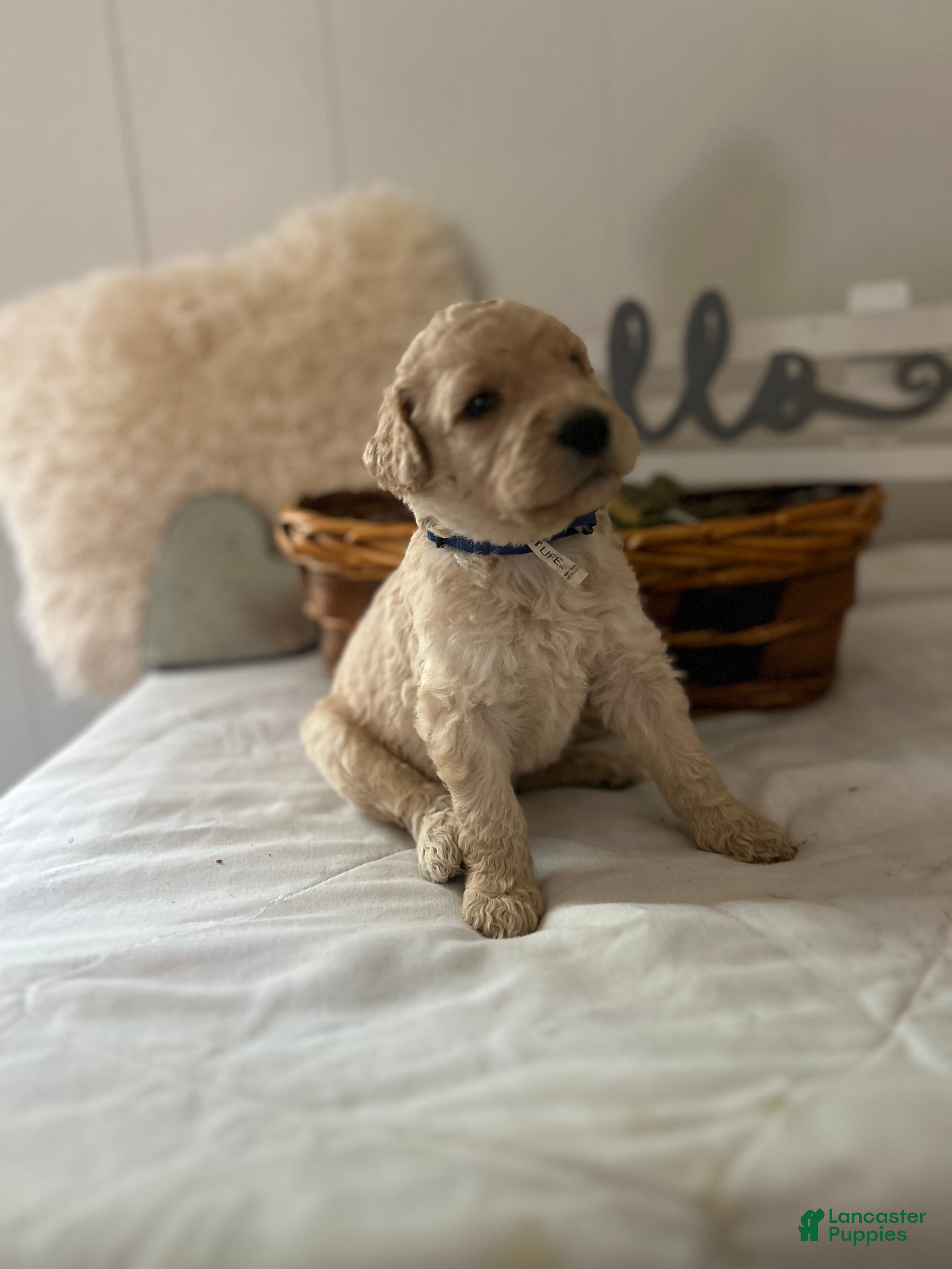 Goldendoodle dogs Goldendoodle Puppy 3 - Ad 5