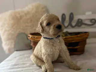 Goldendoodle dogs Goldendoodle Puppy 3 - Ad 5
