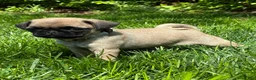 Pug dogs for sale: Bella - Ad 3