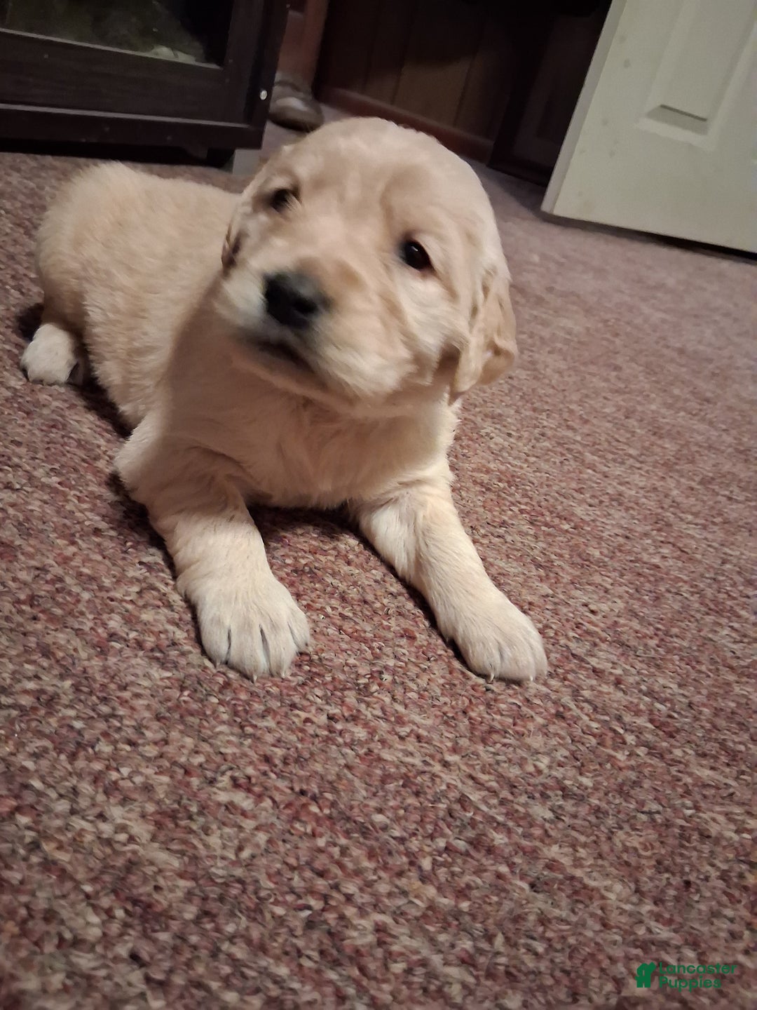 Golden Retriever dogs for sale: Coco - Ad 5